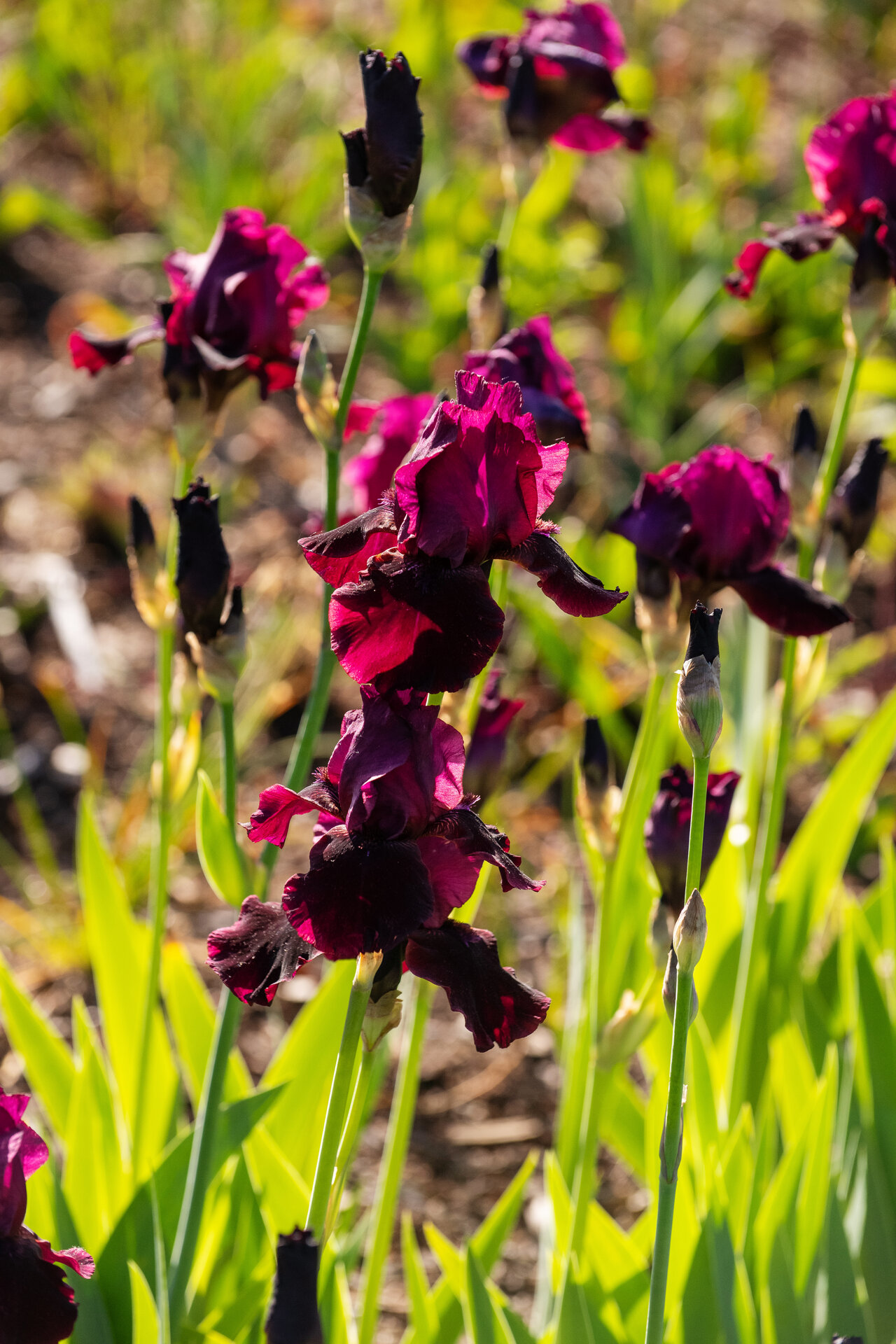 Iris germanica 'Gladiatrix'